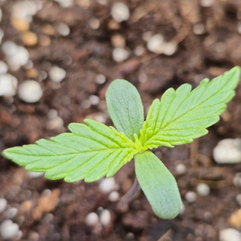 Blueberry Auto growlog timeline photo