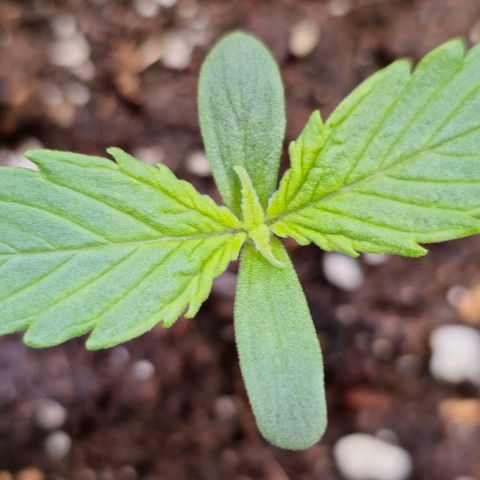 Blueberry Auto growlog timeline photo