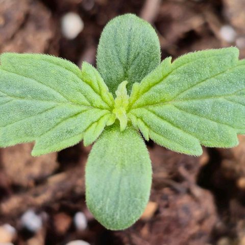 Monster Dwarf Auto growlog timeline photo