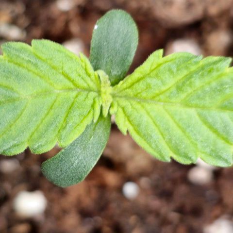 Gorilla Auto growlog timeline photo