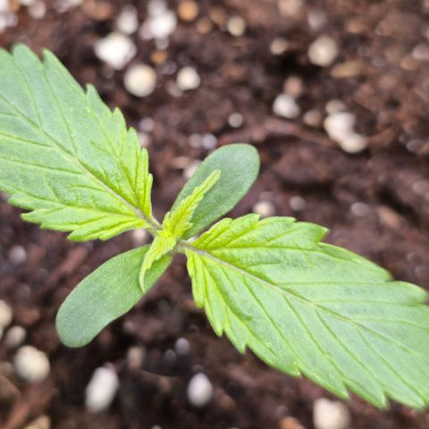 Blueberry Auto growlog timeline photo