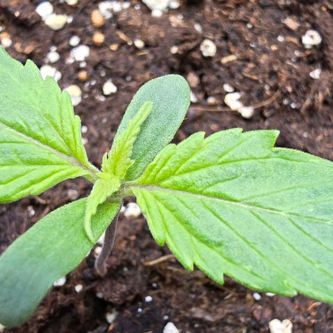 Blueberry Auto growlog timeline photo