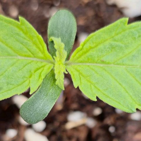 Gorilla Auto growlog timeline photo
