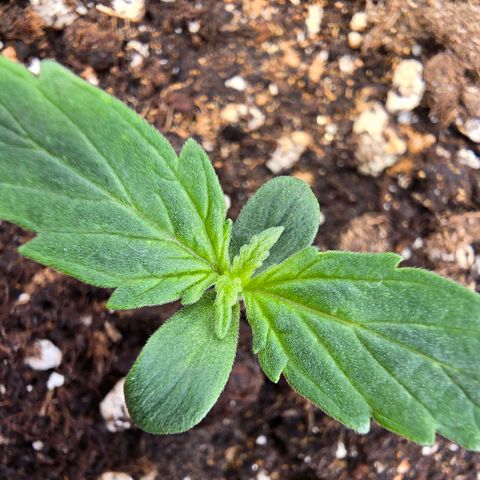 Monster Dwarf Auto growlog timeline photo