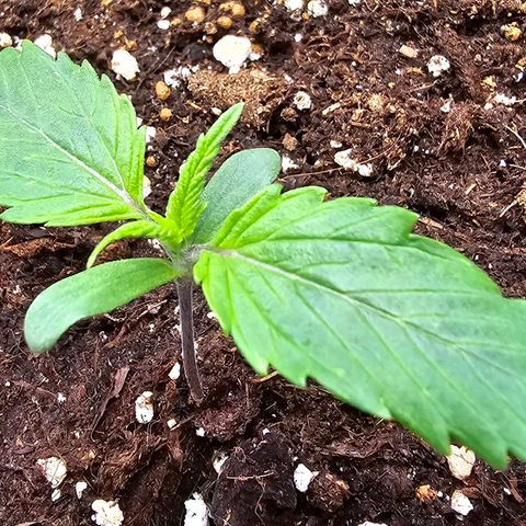 Blueberry Auto growlog timeline photo