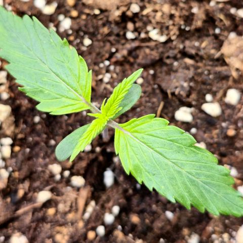 Blueberry Auto growlog timeline photo