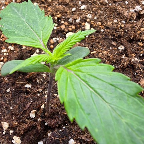 Blueberry Auto growlog timeline photo