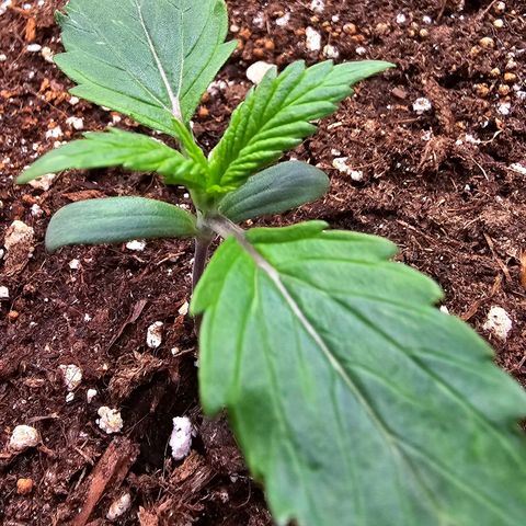 Blueberry Auto growlog timeline photo