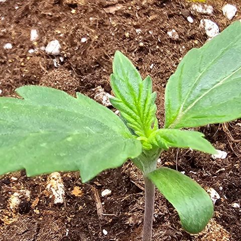 Monster Dwarf Auto growlog timeline photo