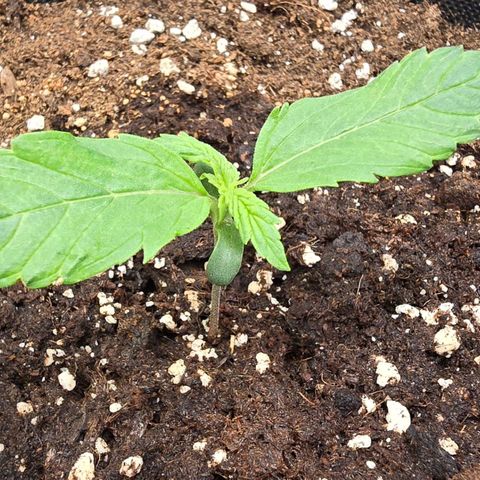 Gorilla Auto growlog timeline photo