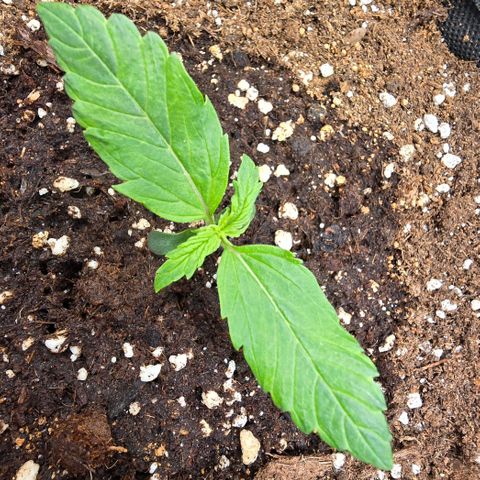 Gorilla Auto growlog timeline photo