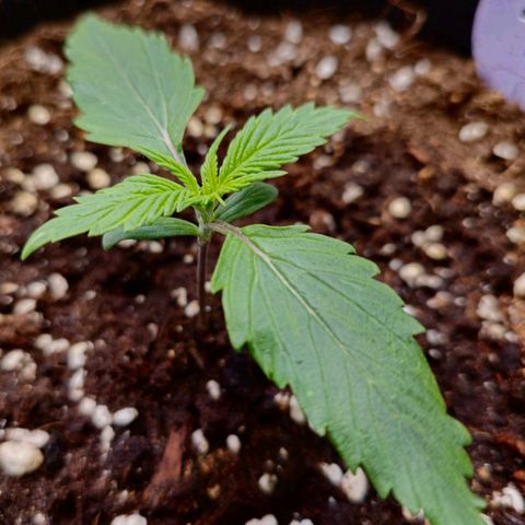 Blueberry Auto growlog timeline photo