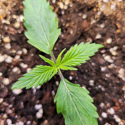 Blueberry Auto growlog timeline photo