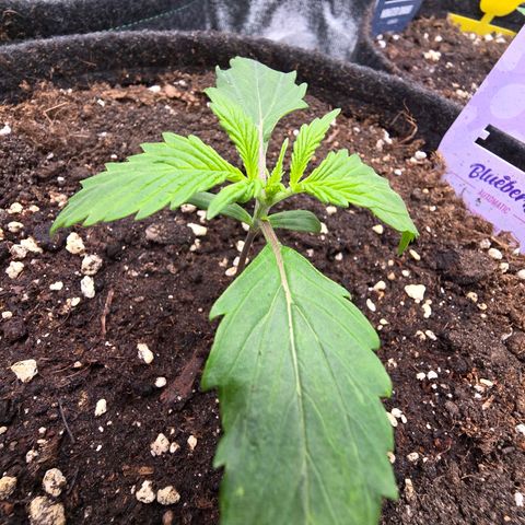 Blueberry Auto growlog timeline photo