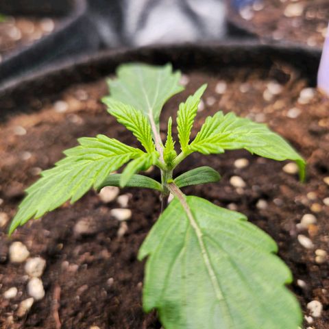 Blueberry Auto growlog timeline photo