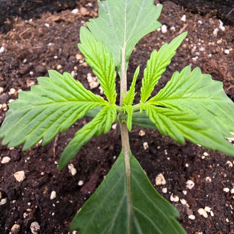 Blueberry Auto growlog timeline photo