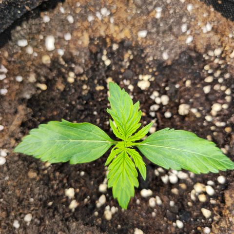 Gorilla Auto growlog timeline photo