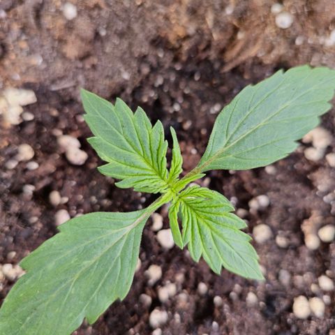 Monster Dwarf Auto growlog timeline photo
