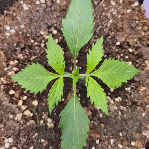 Blueberry Auto growlog timeline photo