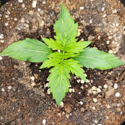 Gorilla Auto growlog timeline photo