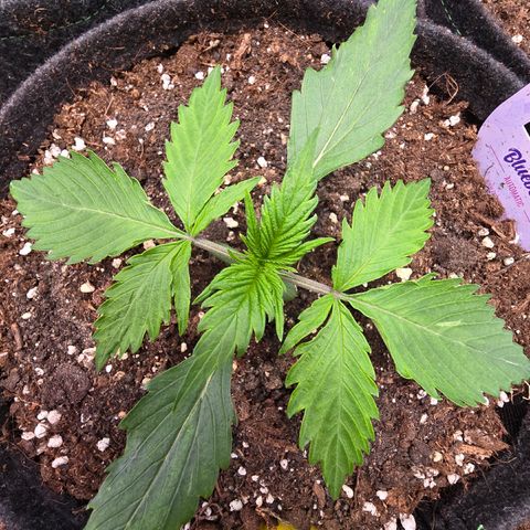 Blueberry Auto growlog timeline photo