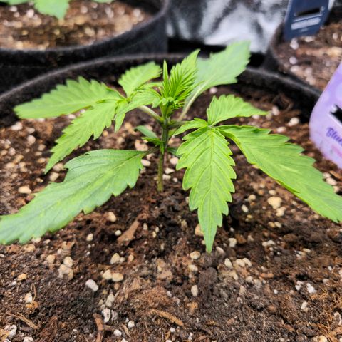 Blueberry Auto growlog timeline photo