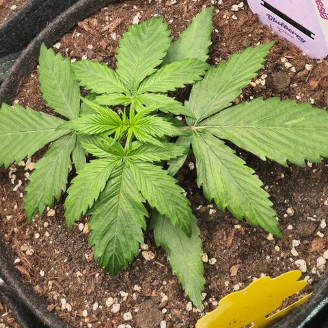 Blueberry Auto growlog timeline photo