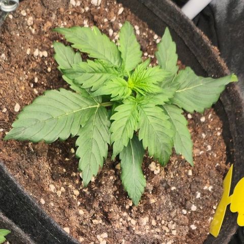 Gorilla Auto growlog timeline photo