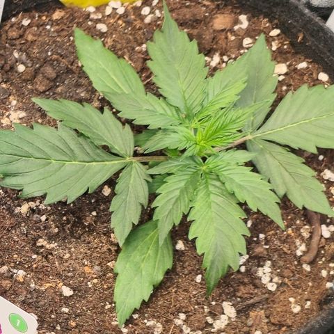 Monster Dwarf Auto growlog timeline photo