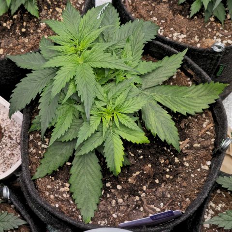 Blueberry Auto growlog timeline photo