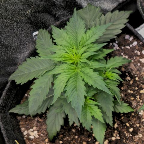 Gorilla Auto growlog timeline photo