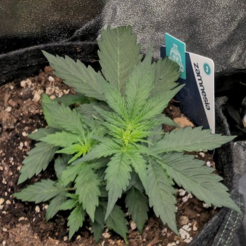 Monster Dwarf Auto growlog timeline photo