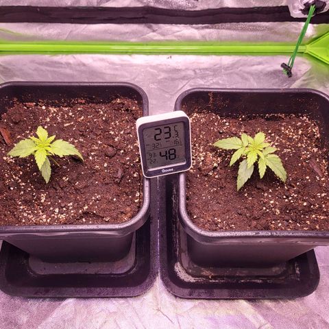 RQS -  Titan F1  #2 growlog timeline photo