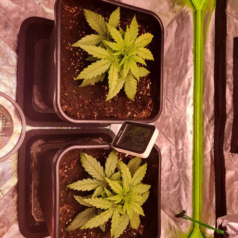 RQS -  Titan F1  #2 growlog timeline photo