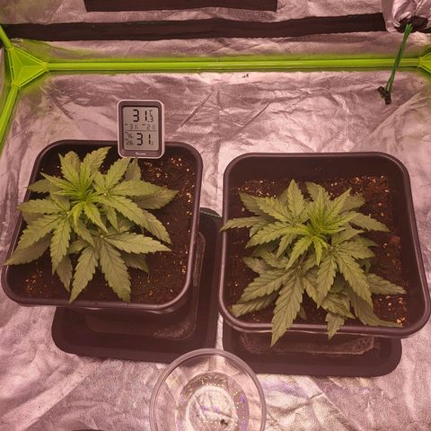 RQS -  Titan F1  #2 growlog timeline photo
