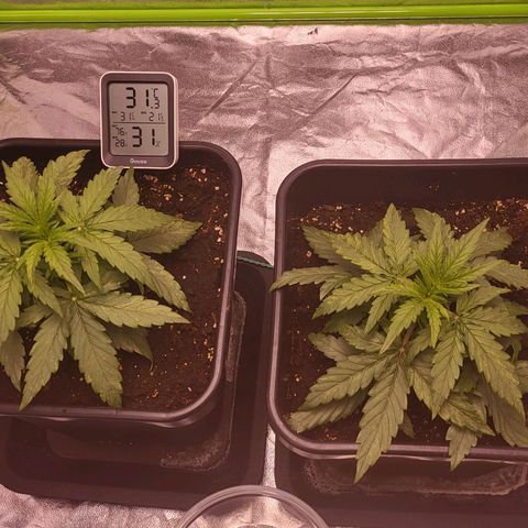 RQS -  Titan F1  #2 growlog timeline photo
