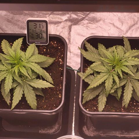 RQS -  Titan F1  #2 growlog timeline photo