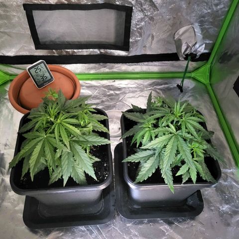 RQS -  Titan F1  #2 growlog timeline photo