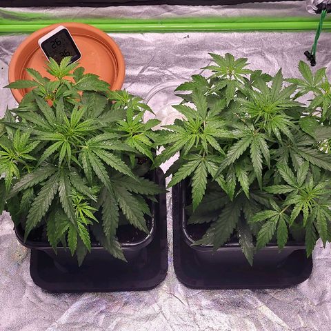 RQS -  Titan F1  #2 growlog timeline photo