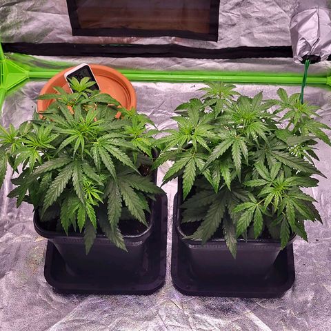 RQS -  Titan F1  #2 growlog timeline photo