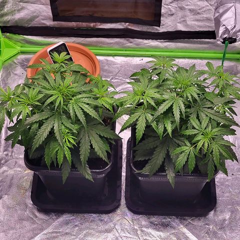 RQS -  Titan F1  #2 growlog timeline photo