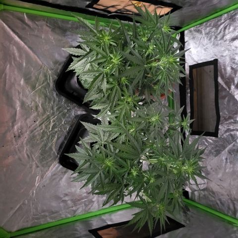 RQS -  Titan F1  #2 growlog timeline photo