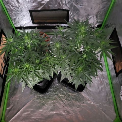 RQS -  Titan F1  #2 growlog timeline photo