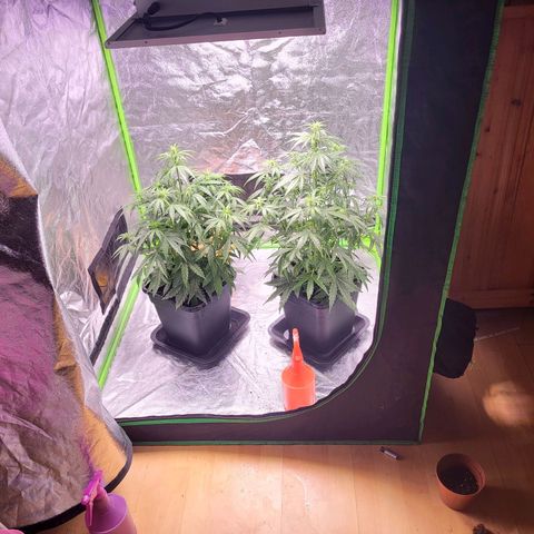 RQS -  Titan F1  #2 growlog timeline photo