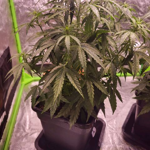 RQS -  Titan F1  #2 growlog timeline photo