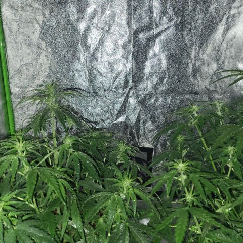 RQS -  Titan F1  #2 growlog timeline photo