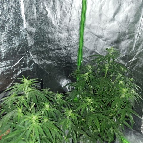 RQS -  Titan F1  #2 growlog timeline photo