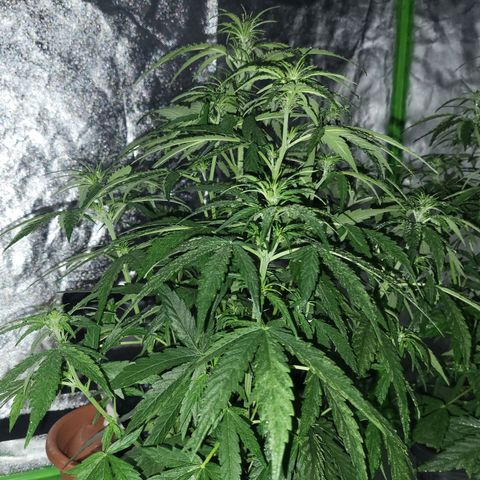 RQS -  Titan F1  #2 growlog timeline photo