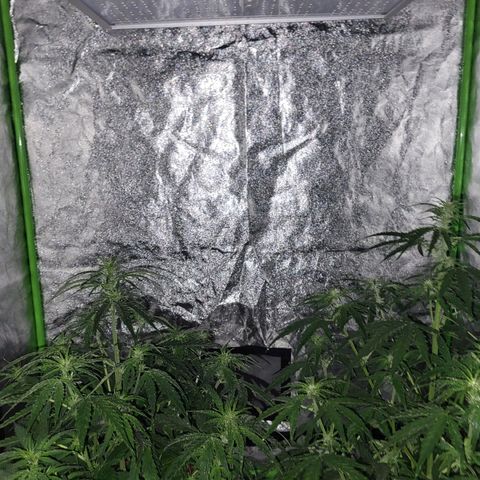 RQS -  Titan F1  #2 growlog timeline photo
