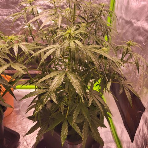 RQS -  Titan F1  #2 growlog timeline photo